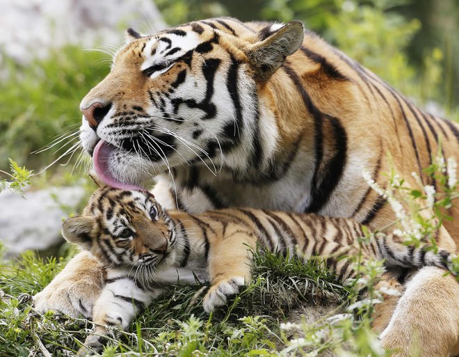 Sibirski tiger je največji med tigri in velikimi mačkami nasploh. Fotografija je simbolična. FOTO: Mathieu Belanger/Reuters