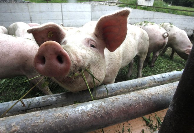 Rejci naj bodo pozorni na zdravstveno stanje svojih prašičev, vsak sum bolezni naj takoj prijavijo in dosledno izvajajo biovarnostne ukrepe. FOTO: Mavric Pivk/Delo