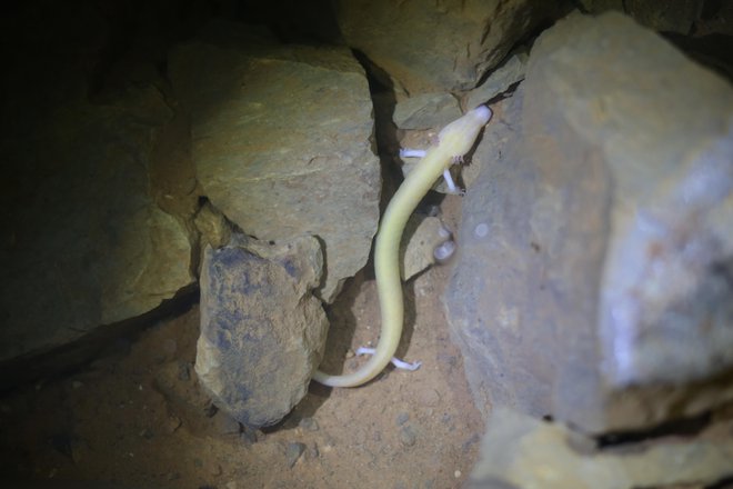 Človeška ribica je na rdečem seznamu ogroženih dvoživk označena kot prizadeta vrsta. Stiška ribica iz Virskega studenca pa velja za kritično ogroženo. FOTO: Jure Eržen