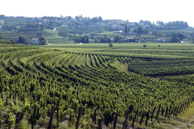 Slovensko Toskano, ki sodi med »dokaj neznane kotičke sveta«, odlikujejo »spektakularni razgledi«, pravi Geoffrey Kent iz potovalne agencije Abercrombie and Kent. Foto Aleš Černivec/Delo