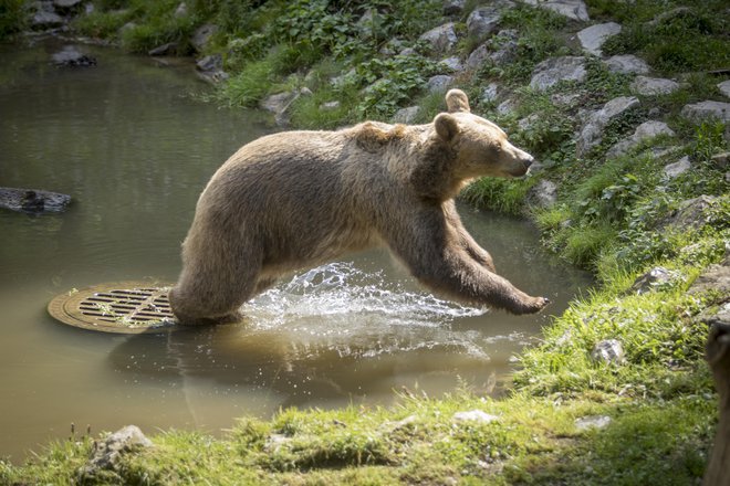 O odstrelu medvedov bo zdaj odločalo ministrstvo za okolje in prostor, za odziv ima na voljo dva meseca. FOTO: Voranc Vogel