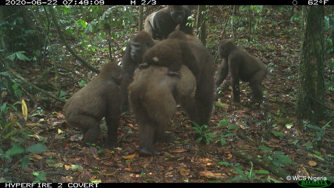 Fotografije so nastale junija.&nbsp;FOTO: Wildlife Conservation Society (WCS) Nigeria/Reuters