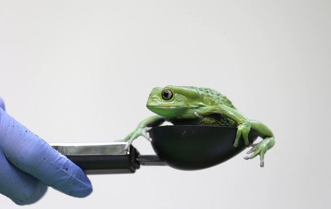 Na fotografiji je sicer drevesna žaba <em>Phyllomedusa sauvagii.</em>&nbsp;FOTO: Suzanne Plunkett Reuters Pictures