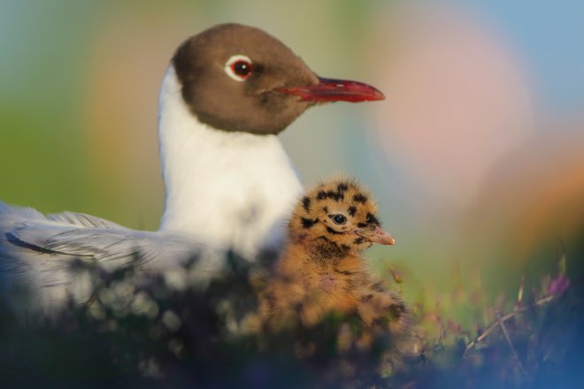 Kljub spomladanskemu množičnemu poginu so ornitologi na Ptujskem jezeru letos našteli rekordno število gnezdečih parov, več kot tisoč. Foto Jure Novak