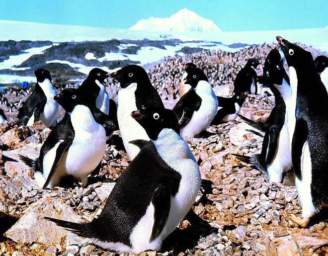 Rekordno visoke najnižje in najvišje temperature, ki so jih januarja izmerili na območju Velike Antarktike, bodo po napovedih znanstvenikov dolgoročno škodovale živalim, rastlinam in ekosistemom. FOTO: Roger Atwood/Reuters