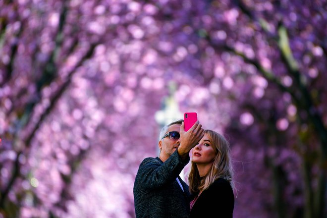 Par se fotografira pod cvetočim češnjevim drevesom v ulici Heerstrasse v nemškem mestu Bonn. Ulica s češnjevimi drevesi v Bonnu je postala znana, ko so fotografi v 80. letih prejšnjega stoletja začeli objavljati fotografije. FOTO: Ina Fassbender/AFP