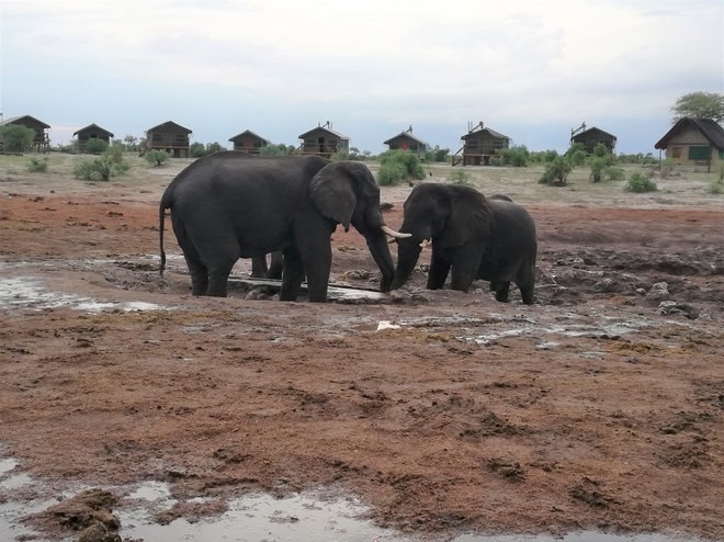 Elephant sands je v sušni dobi le skro&shy;m&shy;no napajališče, ki ga polnijo lastniki.