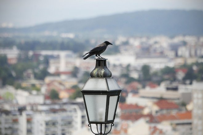Siva vrana je pametna, velika in lepa ptica, ki pa zaradi specifičnega življenjskega sloga in neprijetnega glasu ni najbolj priljubljena. FOTO: Leon Vidic/Delo