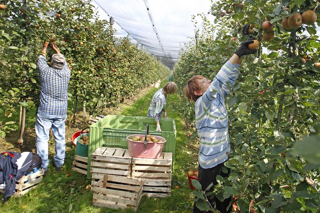 Letošnji letnik jabolk bo količinsko med boljšimi v zadnjem obdobju, kakšna bo njegova kakovost po poletju s pogosto točo in obilnim deževjem, bo znano šele pri spravilu. FOTO: Leon Vidic