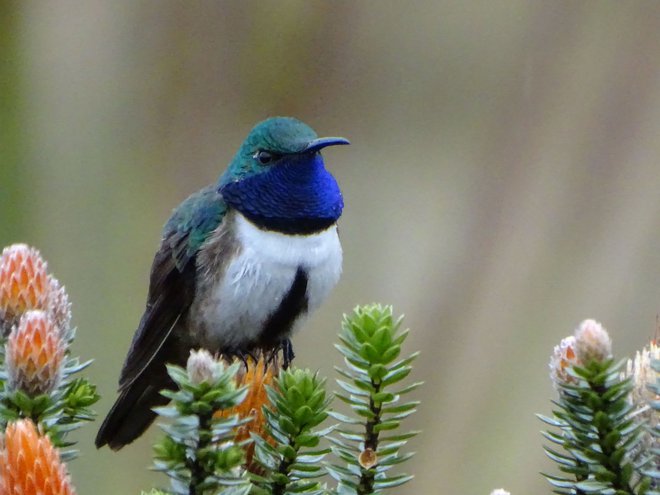 Oreotrochilus cyanolaemus je nova vrsta kolibrijev.&nbsp;<br />
FOTO: Francisco Sornoza/AFP