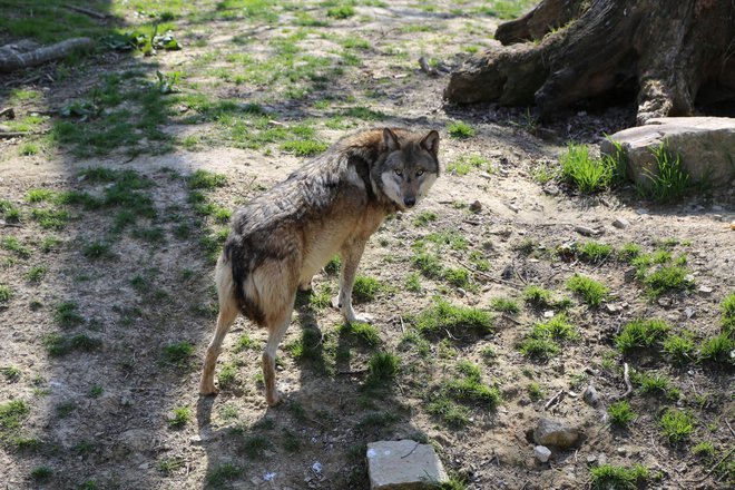 V Živalskem parku Sababurg je več kot 80 vrst večjih živali, tudi volkovi. FOTO: Milan Ilić
