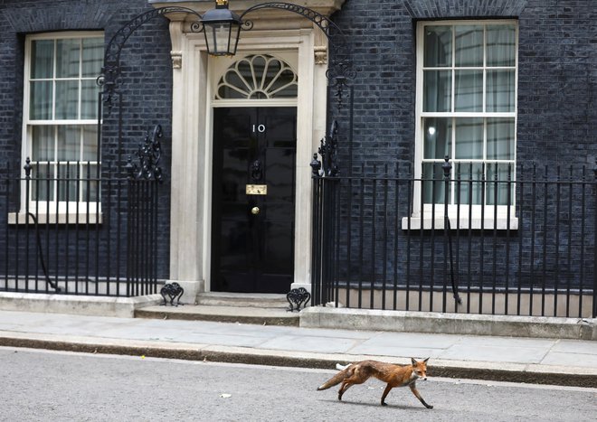 Novi voditelj stranke bo jutri uradno prevzel vodenje britanske vlade in prestopil znameniti prag Downing Streeta 10. FOTO: Reuters