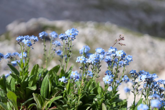 Spominčice. FOTO: Petra Tušek