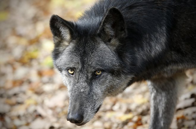 Državni svetniki na skrb vzbujajoče stanje zaradi narasle populacije volkov – in tudi medvedov – opozarjajo z izredno sejo, kmetje s protestom. FOTO: Blaž Samec/Delo