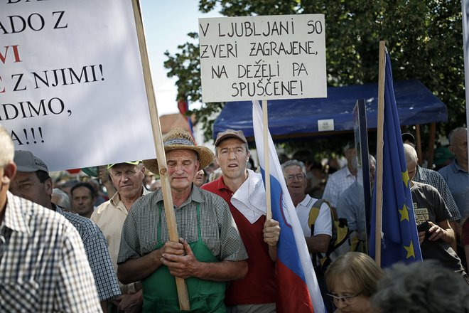 Volkove je treba spraviti v ograde, zraven pa naj gre še Zajc, pravijo kmetje. FOTO: Blaž Samec/Delo