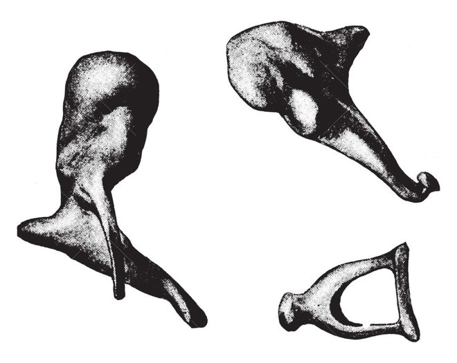Ušesne koščice, kladivce, nakovalce in stremence, sodijo med najmanjše kosti v človeškem telesu. Foto: Shuttterstock