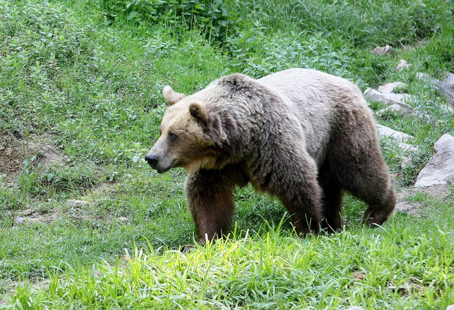 V narodnem parku se bolj ali manj stalno zadržuje od pet do deset rjavih medvedov, nekateri na območju prebivajo stalno, drugi ga obiščejo občasno oziroma ga zgolj prečkajo. FOTO: Ljubo Vukelič/Delo