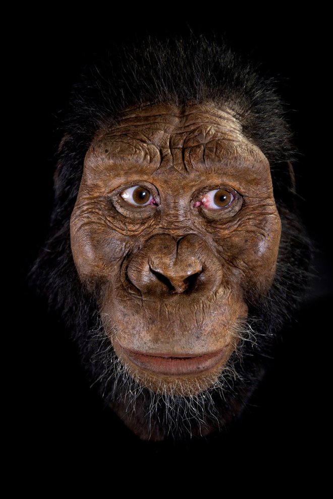 Fosil pripada starodavnemu homininu, Australopithecus anamensisu, za katerega znanstveniki verjamejo, da je neposredni prednik znane človečnjakinje Lucy (Australopithecus afarensis). FOTO: Reuters