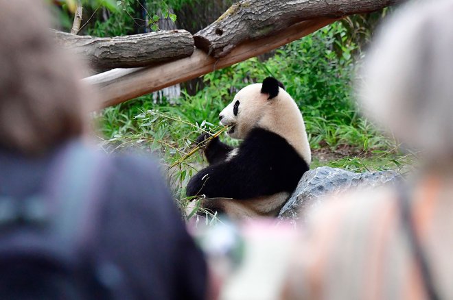 Ena od posledic trgovinske vojne bi lahko prizadela tudi ameriške živalske vrtove, katerih sporazumi s Kitajsko o izposoji velikih pand kmalu potečejo, in vprašanje je, ali jih bodo obnovili. FOTO: Tobias Schwarz/AFP