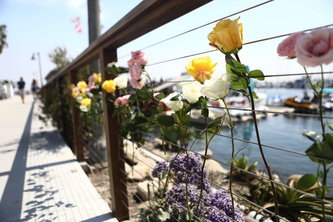 Cvetje v pristanišču v Santa Barbari, od koder so izpluli potapljači. FOTO: AFP