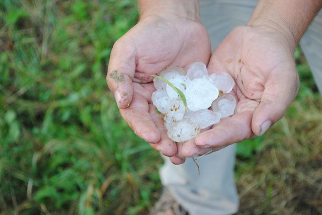 Toča je tokrat prizanesla briškim, ajdovskim in vipavskim vinogradnikom. FOTO: Arhiv&nbsp;