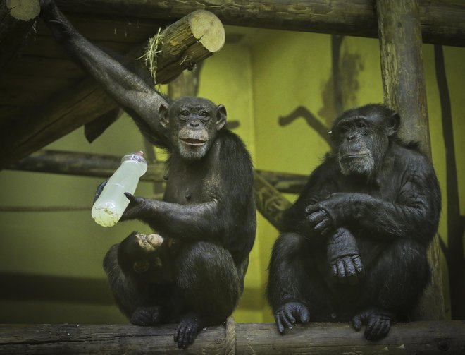 Le nekajmesečna Leona v naročju mame Neže (levo) z očetom Borisem. Foto Jože Suhadolnik/ Delo