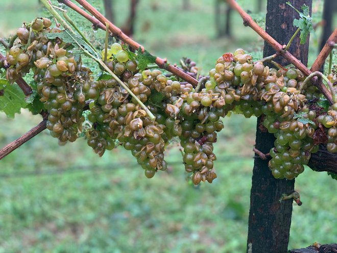 V prihodnjih treh tednih bo suho in lepo vreme ključno za dobro kakovost grozdja. FOTO: David Kozinc