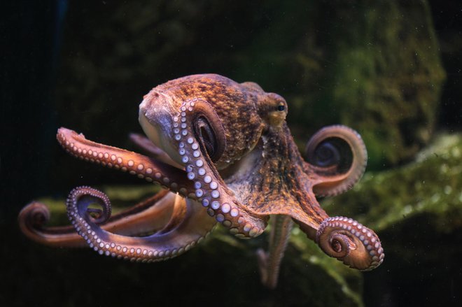 Sipam in kalamarom še nekako, kako pa bodo sekali te lovke, ne vemo. Foto Getty Images/istockphoto