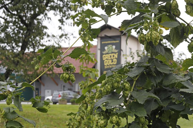 Pri Rojnikovih se s hmeljarstvom ukvarjajo že več generacij, član najmlajše pa se je začel še s pivovarstvom. FOTO: Leon Vidic