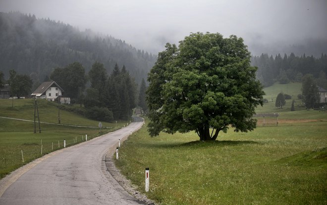 Kdo pa se še ni kdaj zagledal v kakšen prečudovit hrast, lipo ali oljko, morda v krošnjo platane, tudi v veje visoke smreke? Foto: Blaž Samec