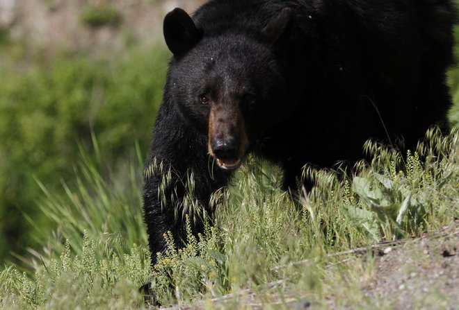 Na ameriški celini živi več kot 800.000 črnih medvedov. FOTO: Jim Urquhart/Reuters