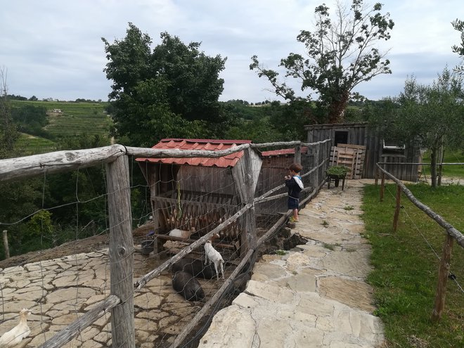 Hotel Mekeke so skrbniki kmetije ob cerkvi nadeli ime ogradi, ki si jo delijo koze in prašiči. FOTO: Simona Bandur/Delo