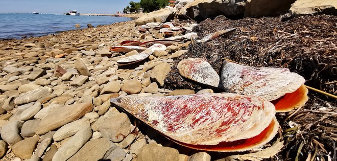 Poginuli leščurji na strunjanski obali Foto Boris Šuligoj