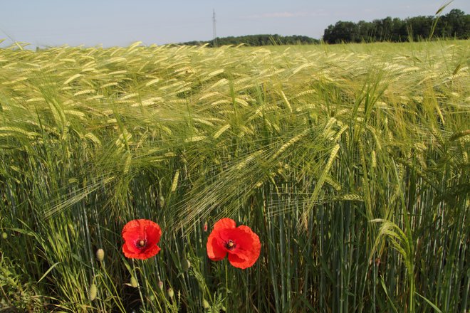 Polja na prekmurskih ravnicah. FOTO: Jože Pojbič/Delo