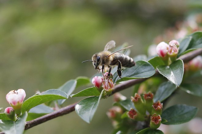 Spoštovanje do čebel se kaže tudi v tem, da so ene od redkih živali, o katerih pravimo, da umrejo, ne pa poginejo.&nbsp;FOTO: Leon Vidic/Delo