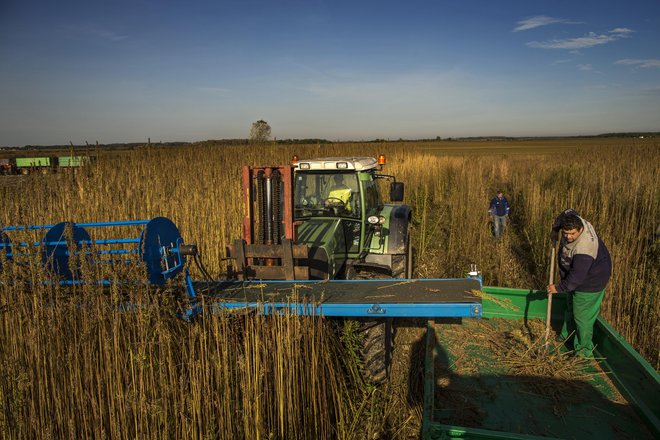 Sosednje države nas prehitevajo na vseh ravneh, ugotavljajo pridelovalci pri nas. FOTO: Voranc Vogel/Delo