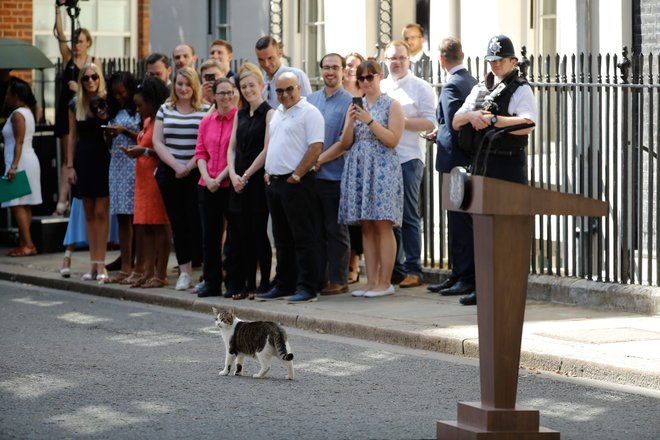 Lovilec miši Larry, ki na naslovu uradno biva od leta 2011, je velik ljubljenec britanske javnosti. Foto AFP
