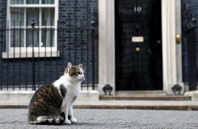 Maček Larry na Downing Streetu živi že deseto leto. Foto: REUTERS/Henry Nicholls