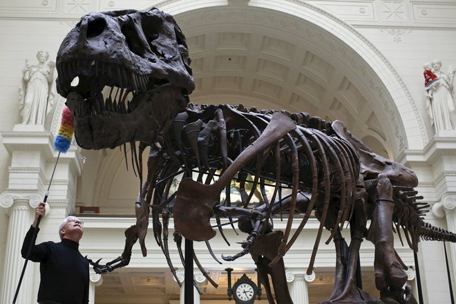 Fotografija prikazuje skelet tiranozavra iz The Field Museuma v Chicagu. FOTO: Jim Young/Reuters