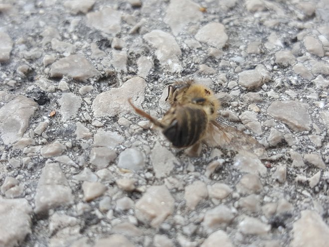 V ljubljanskih Klečah je umrlo večje število čebel. FOTO: Maja Prijatelj Videmšek