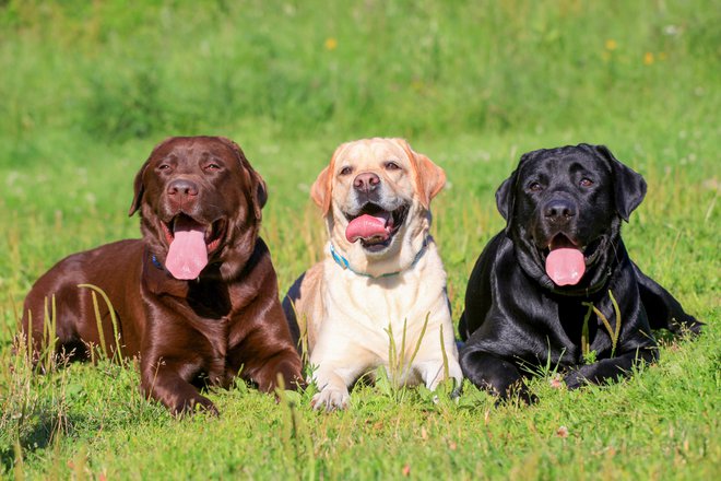 Pasja leta so zapletena reč, če jih pretvarjamo v človeška.<br />
Foto: Shutterstock