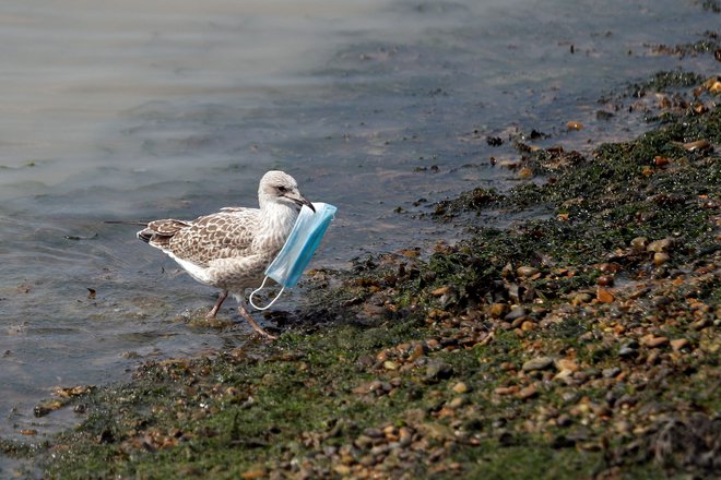 Galeb z masko ob Rokavskem prelivu. Foto Peter Nicholls / Reuters