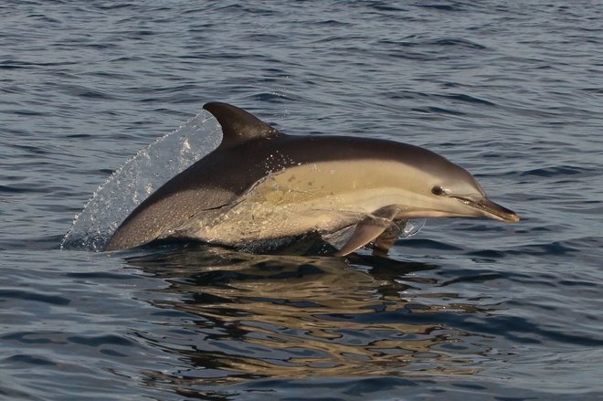 Navadni delfin FOTO: Tilen Genov/Morigenos