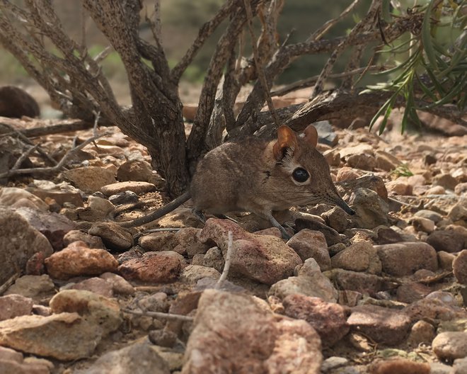 Znanstveniki so se polovico stoletja bali, da je&nbsp;drobno bitje, težko nekaj deset gramov, izginilo z obličja Zemlje. FOTO: Steven Heritage/Global Wildlife Conservation/AFP