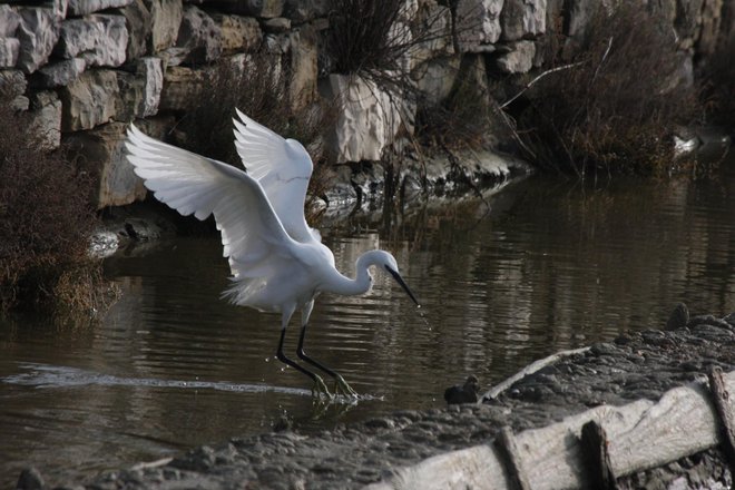 Mala bela čaplja (Egretta garzetta)