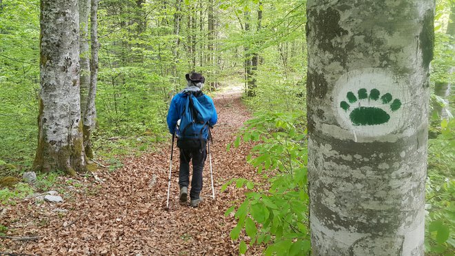 Kje se začne oziroma konča sobivanje med ljudmi in velikimi zvermi? Foto Bojan Rajšek