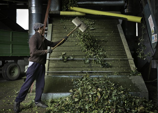 Na hmeljiščih je okoli 300 delavcev iz Romunije, kar je polovico manj, kot so jih hmeljarji potrebovali spomladi. FOTO: Jože Suhadolnik/Delo