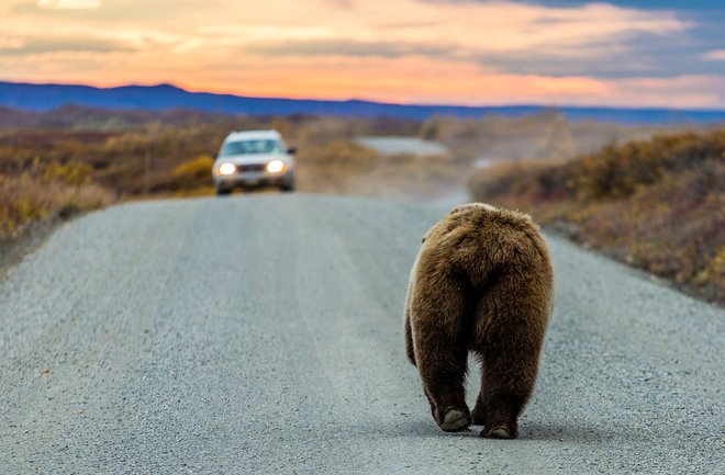 Agencija za okolje je izdala dovoljenje za odvzem 115 medvedov iz narave z odstrelom do konca septembra 2020. Foto Shutterstock