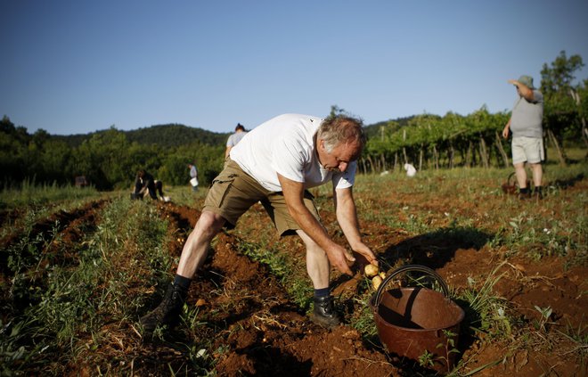 Odkupna cena krompirja, ki je letos bogato obrodil, je padla na 15 centov za kilogram.&nbsp;FOTO: Uroš Hočevar/Delo