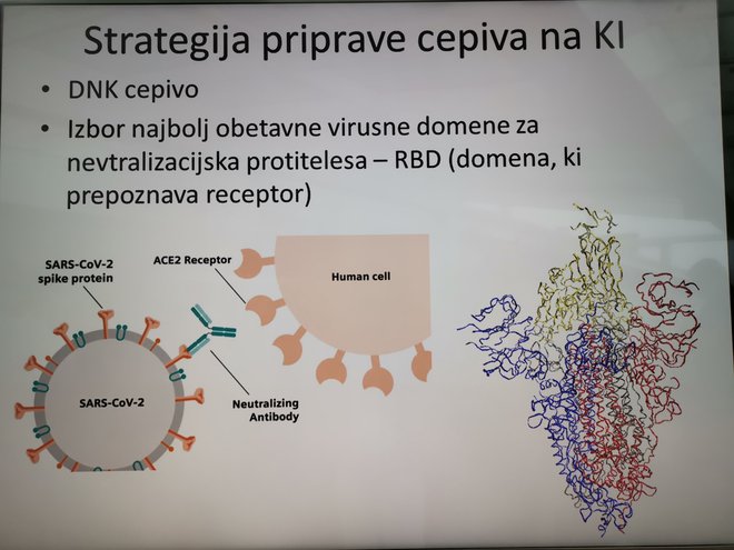 Iz predstavitve prof. dr. Romana Jerala: Prikaz učinkovanja cepiva na DNA.